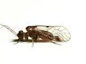 Indiopsocus campestris - photo 4