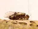Indiopsocus campestris - photo 5