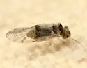 Indiopsocus ceterus