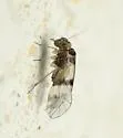 Indiopsocus ceterus - photo 3