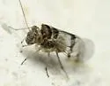 Indiopsocus ceterus - photo 4