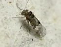 Indiopsocus ceterus - photo 5