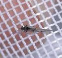 Indiopsocus coquilletti