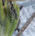 Indiopsocus coquilletti - photo 2