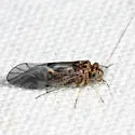 Indiopsocus infumatus