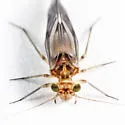 Indiopsocus infumatus - photo 2