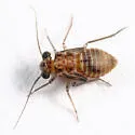 Indiopsocus infumatus - photo 3