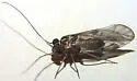 Indiopsocus infumatus - photo 4