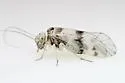 Indiopsocus lacteus - photo 2