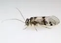 Indiopsocus lacteus - photo 3