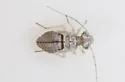 Indiopsocus lacteus - photo 5