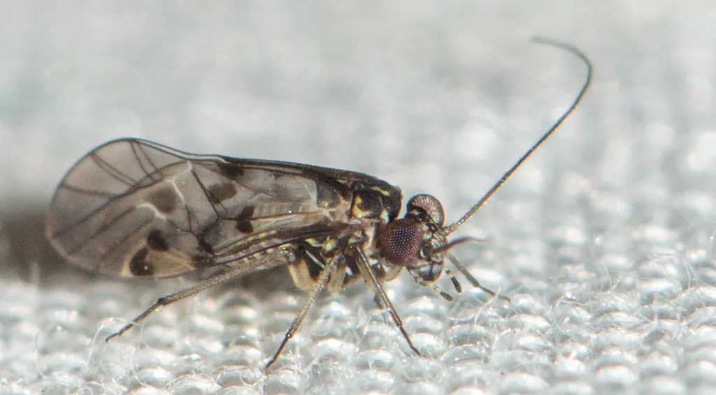 Indiopsocus lanceolatus - photo 2