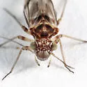 Indiopsocus sp. - photo 2
