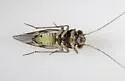 Indiopsocus palmatus