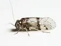 Indiopsocus palmatus - photo 2