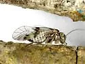 Indiopsocus palmatus - photo 4