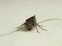 Indiopsocus palmatus - photo 5