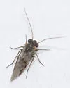 Indiopsocus texanus