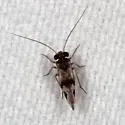 Indiopsocus texanus - photo 2