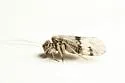 Indiopsocus texanus - photo 4