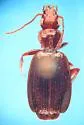 Infernophilus castaneus - Infernophilus castaneus
