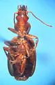 Infernophilus castaneus - photo 2
