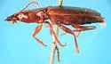Infernophilus castaneus - photo 3