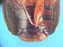 Infernophilus castaneus - photo 4