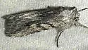 Infralathosea unicornis - Hodges#10035.1 - Infralathosea unicornis