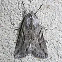 Infralathosea unicornis - Hodges#10035.1 - photo 2