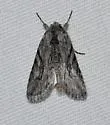 Infralathosea unicornis - Hodges#10035.1 - photo 4