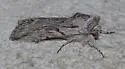 Infralathosea unicornis - Hodges#10035.1 - photo 5