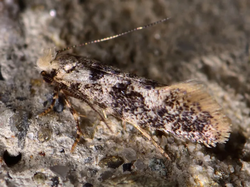 Torquay Clothes Moth - photo 2