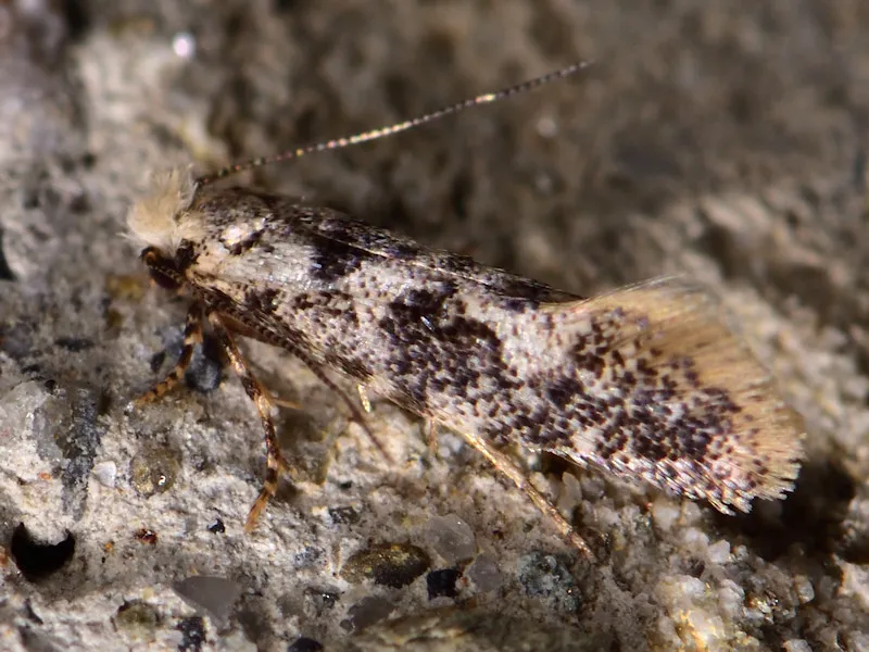 Torquay Clothes Moth - photo 3