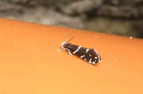 Infurcitinea argentimaculella