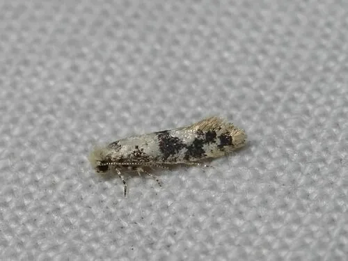 Infurcitinea atrifasciella