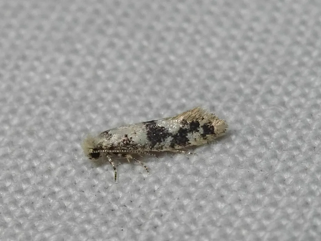 Infurcitinea atrifasciella - photo 2