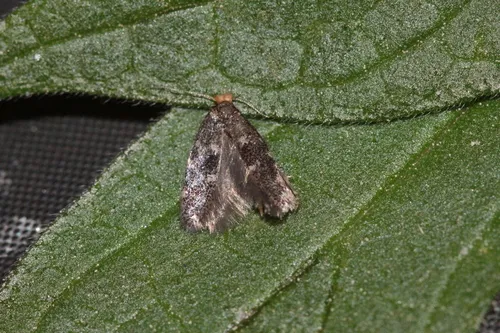 Infurcitinea ignicomella