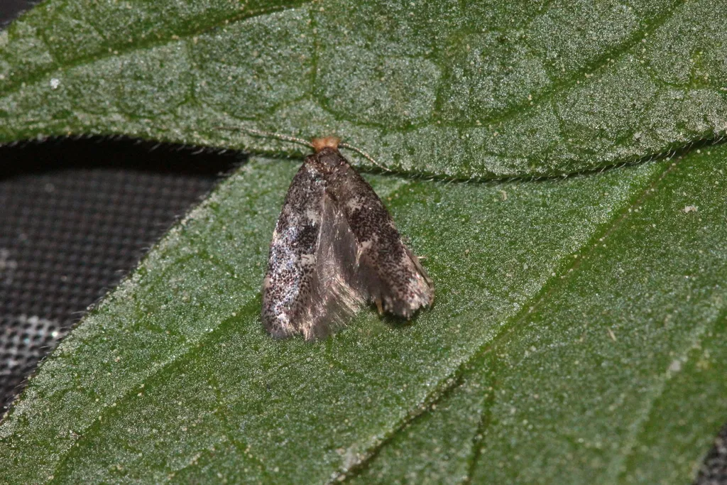 Infurcitinea ignicomella - photo 2