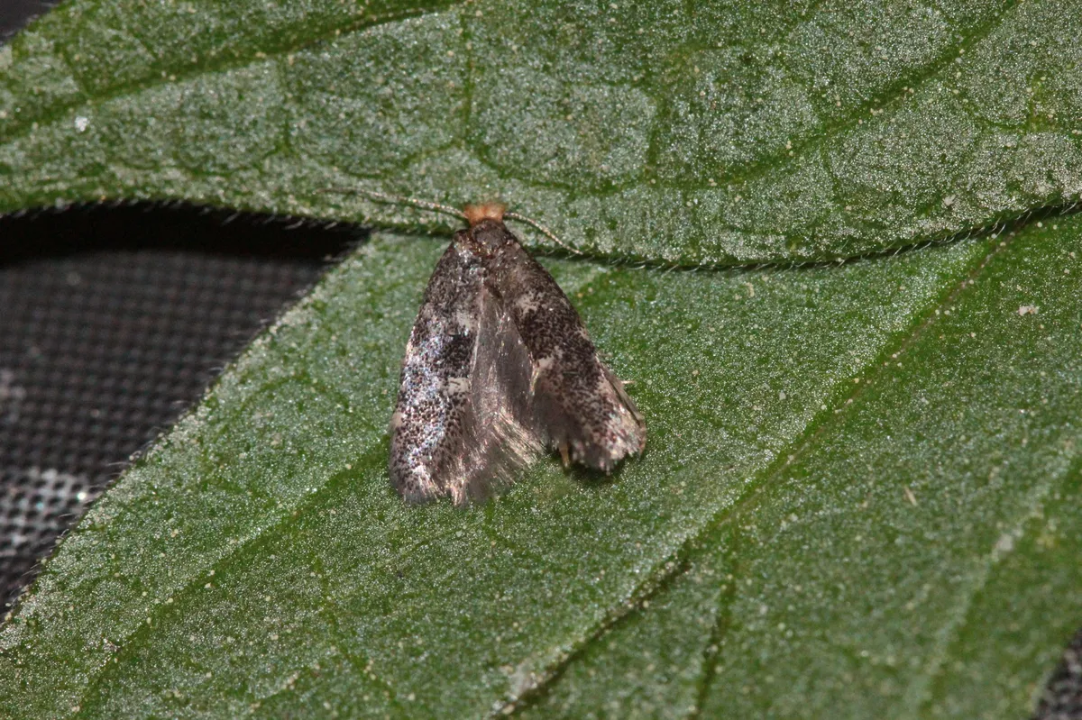 Infurcitinea ignicomella - photo 3