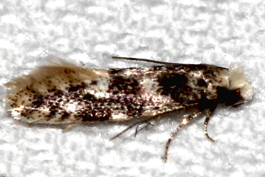 Infurcitinea roesslerella - photo 3