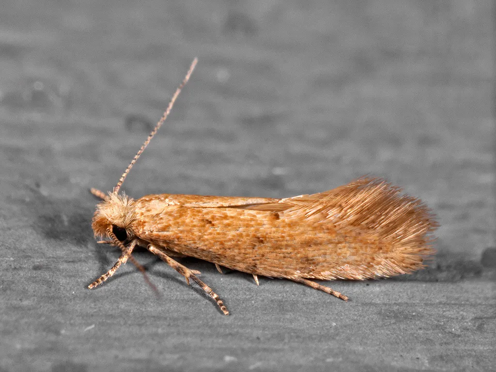 Infurcitinea rumelicella - photo 3