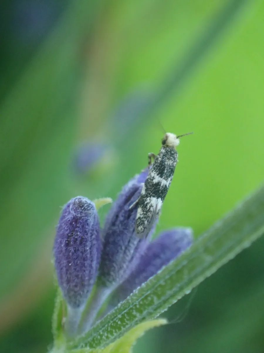 Infurcitinea teriolella - photo 2