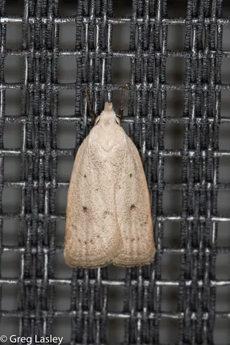 Chalky Inga - Hodges#1035 - Inga cretacea