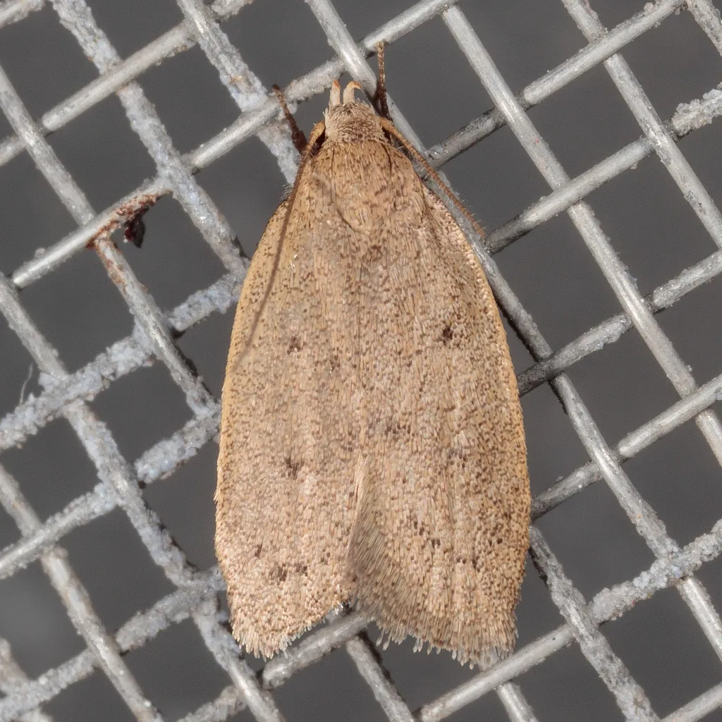 Inga obscuromaculella - Hodges#1037 - photo 2
