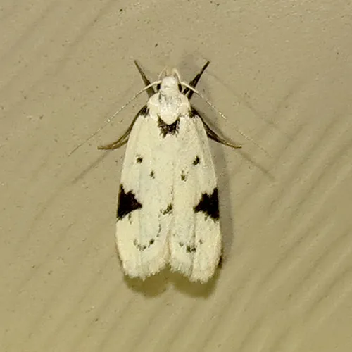Black-marked Inga Moth