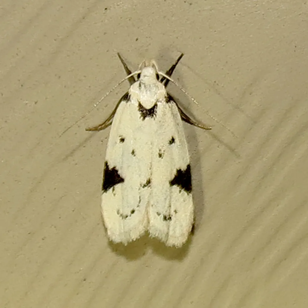 Black-marked Inga Moth - photo 2