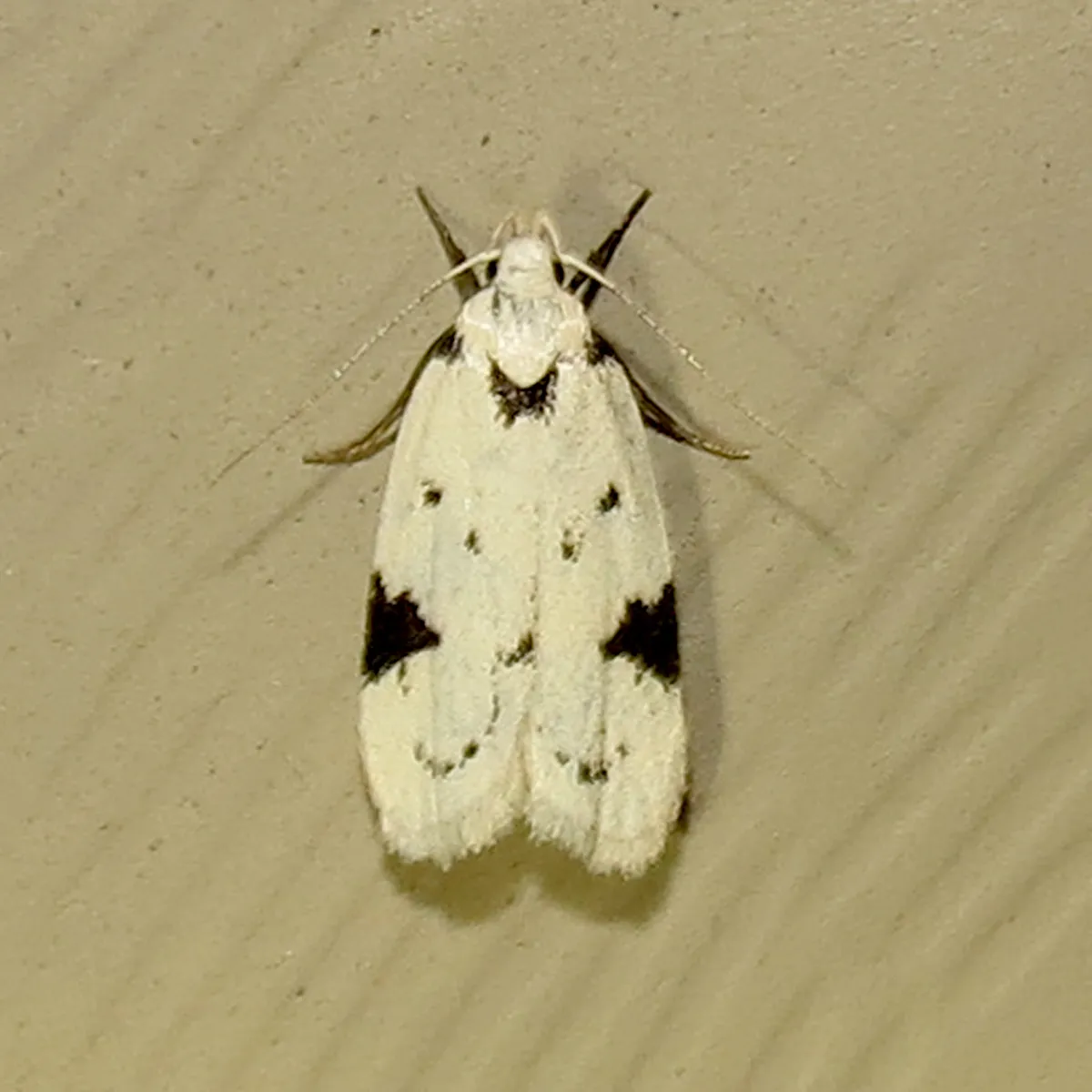 Black-marked Inga Moth - photo 3
