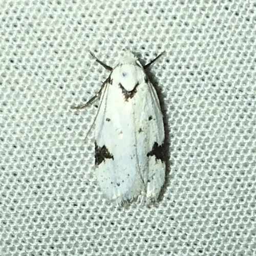 Black-marked Inga Moth - photo 5