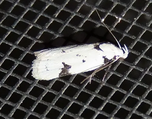 Black-marked Inga Moth - photo 6